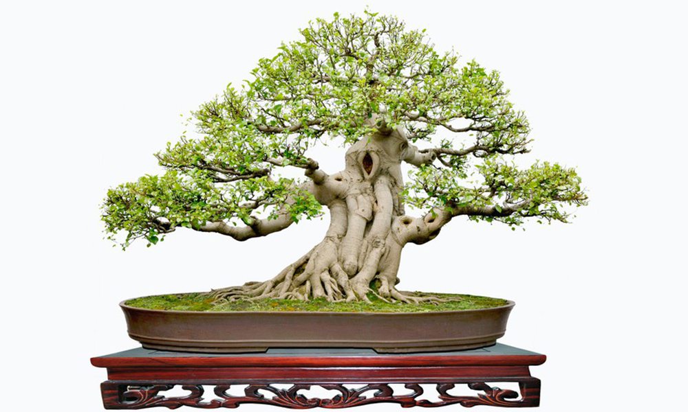 chậu cây bonsai mini đẹp